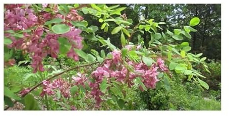 Pcs - 10x Robinia Hispida VAR. Fertilis Borstige Robinia Garden Plants Seeds ID1552 - Seeds & Plants Shop by Ipsa
