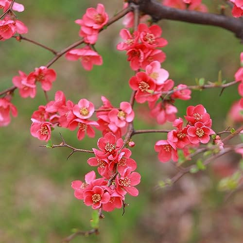 20 pcs begonie zimmerpflanze samen - pflanzenkübel,Malus spectabilis,begonia begonien dekoration wohnzimmer blumensamen gastgeschenk büropflanzen wildblumensamen mehrjährig winterhart