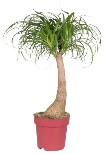 Elefantenfuß, Stamm, Topf-Ø 21 cm, Höhe ca. 70 cm