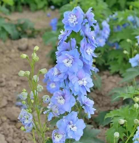 Rittersporn Jupiter Sky Blue - großer Topf - Delphinium cultorum - Gartenpflanze