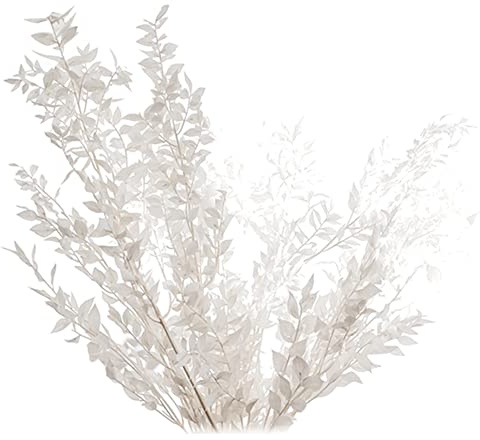 XUJIAN 45Cm Getrocknete, für Immer Konservierte Ruscus Blumen, DIY Blumen Dekoration, Trockener Blumen für die Heim Dekoration Von Hochzeiten