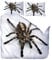 CLRJ Bettwäsche Bettbezug Set, Spinne 3 Teilig Bettgarnitur Bettwäsche - Set Gemütlich 3D Mikrofaser mit Reißverschluss 1 Bettbezug + 2 Kissenbezug 135 x 200 cm