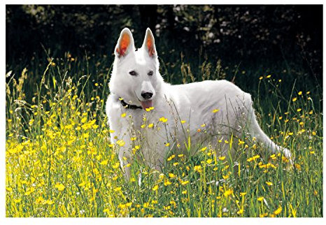 Veloflex 4651064 - Schreibunterlage Hund, 40 x 60 cm
