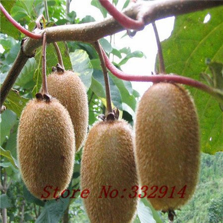 Vendita 100 cuore rosso Kiwi Seeds - raro, ricco di VC, buon gusto, giardino domestico di DIY bonsai, trasporto libero