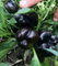 200 Samen Riesen Gewürze Spicy Red Chili Hot Pepper Samen Pflanzen Topf Bonsai-Garten Hof Balkon Pflanzensamen der neuen Ankunfts-8