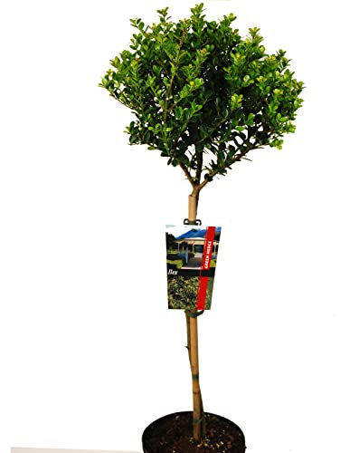 ilex crenata green hedge oder Kleinlaubige Japan-Hülse Green hedge auf Stamm