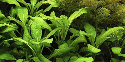 AquaOne Aquarium Pflanze Lobelia cardinalis I Wasserpflanze Aquariumpflanze Stängelpflanze voll durchwurzelt einfach pflegeleicht Aquascaping Dekoration