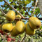semi di piante di kiwi - semi biologici frutta fresca pianta di kiwi semi succulenti piante in vaso estremamente resistenti piante da esterno giardino di frutti esotici piante da 100pcs
