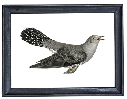 Din A4 Kunstdruck ohne Rahmen - Kuckuck - Cuculus canorus - Vogel Kuckucksvogel - Natur- Retro Vintage - Druck Poster Bild