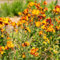 500 pcs goldlack pflanze samen pflanzen samen indoor stauden winterhart alte sorten saatgut pflanzen winterhart wildblumen winterharte stauden blumensamen garten blumen samen plants