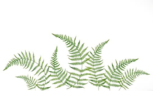 PLAGE 157050 Wandaufkleber-Farn, 2 Blätter, 29,7 x 21 cm, Bunt