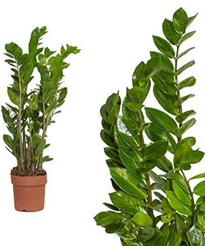 Glücksfeder, Zamioculcas zamiifolia, ca. 80 cm, beliebte Zimmerpflanze, 21 cm Topf