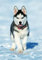 Husky Diary 2024 Slim