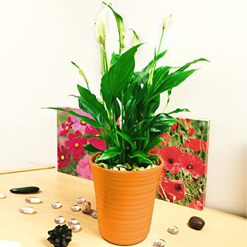 Easy Plants - 1 pianta a forma di giglio della pace, in vaso autoirrigante bianco lucido
