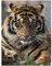 Peinture diamant 5D à faire soi-même grand tigre 40x50cm pierres carrées carre peinture par numéros grande toile broderie diamant animaux animals adultes et enfants pour la maison le mur et l'entrée