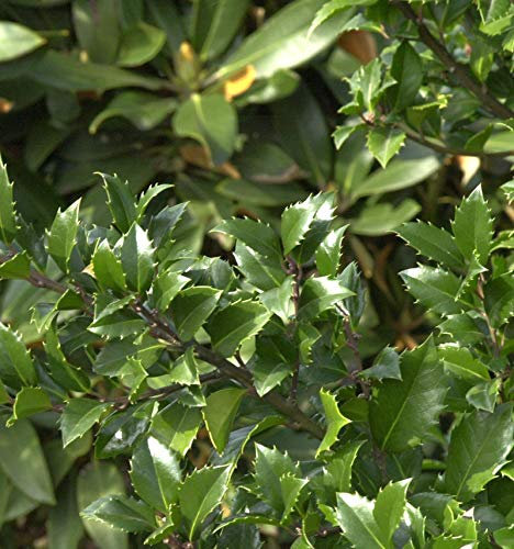 Hochstamm Stechpalme Ilex Heckenstar® 80-100cm - Ilex meserveae