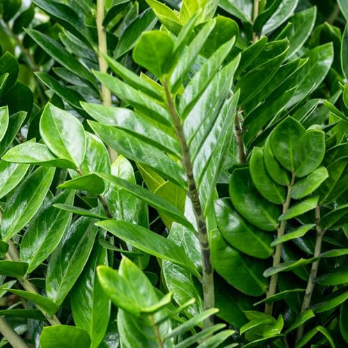 25 pcs glücksfeder kaufen samen bonsai, bodendecker winterhart mehrjährig, Zamioculcas zamiifolia, zimmerpflanzen, pflanzen für garten steingartenpflanzen winterhart, stauden winterhart
