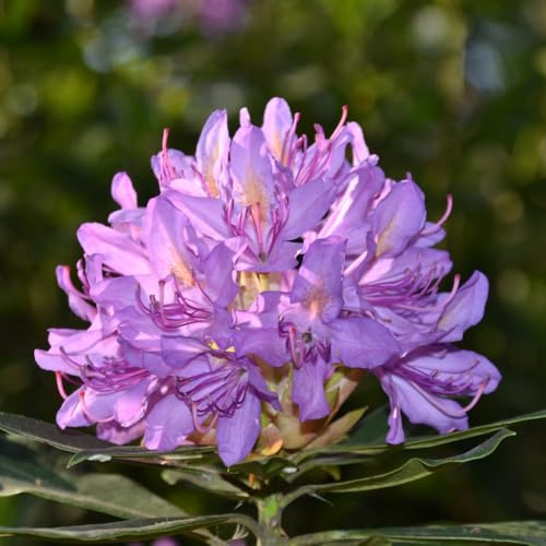 Rhododendron Ponticum 'Variegatum' – Hardy Evergreen with Mauve Flowers and Silver-Margined Leaves, Ideal for Acid Borders, 1X 5 Litre Pot by Thompson and Morgan