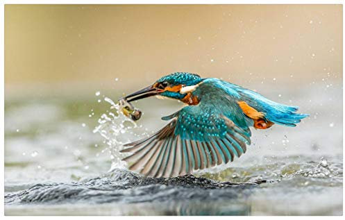 TWYYDP Puzzle 1000 Für Erwachsene Kinder Eisvogel, Der Auf Der Oberfläche Fischt Kinder Oder Freunde