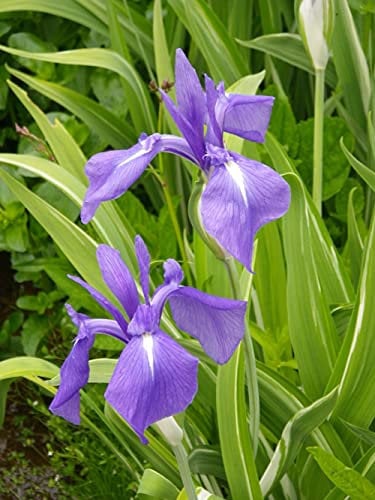 Carbeth Plants Pond Plants for Small Ponds - 1 X 9cm Pot Laevigata Iris - Live Marginal Ponds Plant - Low Maintenance Perennial Outdoor Pond Plant