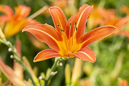 Hemerocallis x cult. 'Sammy Russel' ca. 11x11 cm Topf - Taglilie, leuchtend rote Blüten, Blütezeit Juni-August, ideal für Rabatten, pflegeleicht und robust