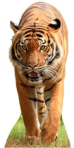 Félins Wild chat Tiger – Grande assiette pappaufs de vie – 130 cm