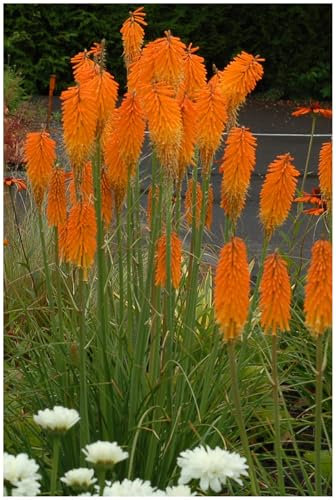 3 x Kniphofia ‘Mango Popsicle’ (Winterhart/Staude/Dauerblüher/Bienenferundlich/Mehrjährig) Fackellilie Orange - Sonnengeküsste Blüten für fruchtige Sommermomente - von Stauden Gänge