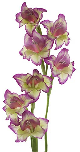 Gladiolen Zwiebeln Blumenzwiebeln FrüHblüHer Blumen Deko Zimmerpflanzen Gartenpflanzen Winterhart MehrjäHrig Stauden Bodendecker FrüHlingsblumen Zwiebeln Balkon 4 Rosa Gladiolen Zwiebel