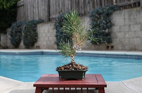 Bonsai di pino nero giapponese