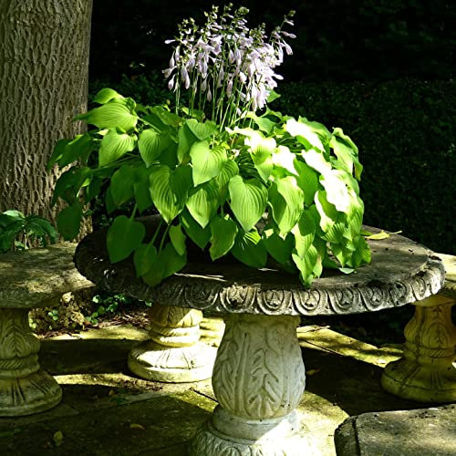 12 unità Hosta 'Fortunei Obscura' - Hosta fortunei 'Obscura' Vaso 9x9cm ±1 m² - Foglie Verdi Scure per Giardini Ombrosi