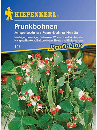 Prunkbohnen Hestia Ampelbohnen Feuerbohne
