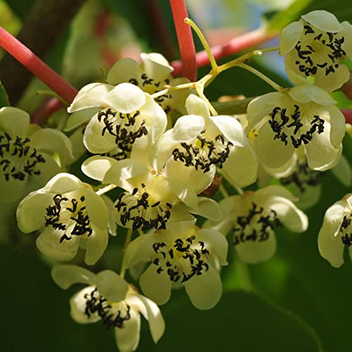 Actinidia Weiki Männlich 1L Garten Pflanze mit Schönen Blüten - Die Perfekte Dekoration für Ihr Grundstück - Für Anfänger und Professionelle Gärtner - Leckeres und Gesundes Obst