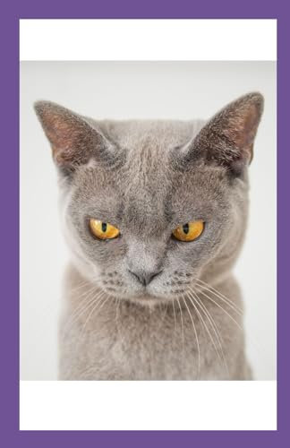 A5 Cat Diary and Notebook 2024: Colour interior