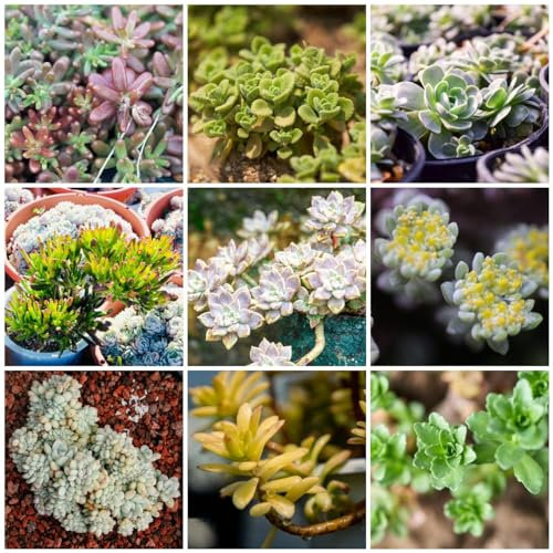 200 piezas semillas de plantas de sedum, plantas en macetas reales, plantas de jardín semillas de sedum plantas suculentas, decoración de cocina camas elevadas para jardín, semillas