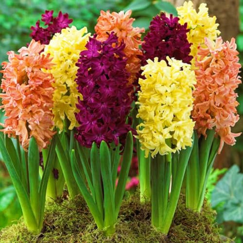 Hyazinthenzwiebel-Winterhart MehrjäHrig,HyazinthenblüTen,Traubenhyazinthen,Hyazinthen Rhizome,Hyazinthen Zwiebeln,Schnittblumen,Bonsai Pflanze-4zwiebeln-d