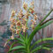 120 pcs orchidee samen selten balkonblumen, pflanzen winterhart draußen flower seeds, pflanzen für garten gartenblumen, winterharte pflanzen blumen samen mehrjährige, kübelpflanzen