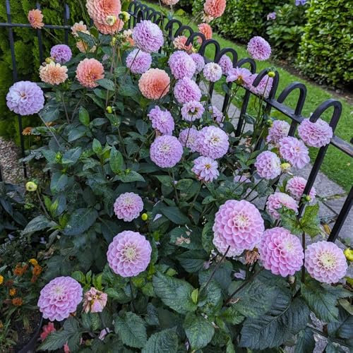 dahlien knollen - garden,pflanzen geschenk winterharte dahlien balkon beet,pflanzen garten winterhart mehrjährig balkonpflanzen,alte sorten saatgut mini geschenke,rankpflanze 6pcs