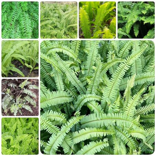 300 pcs schwertfarn samen dekoration wohnzimmer Nephrolepis exaltata, deko pflanzen winterharte stauden mehrjährig luftreinigende zimmerpflanzen winterharte kübelpflanzen pflanzen