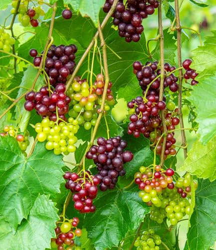 BALDUR Garten Immertragende Tafel-Traube 'RazzMatazz®',1 Pflanze, resistent und pflegeleicht, winterhart bis -18°C, kernlose Trauben, monatelange Ernte ab Juli