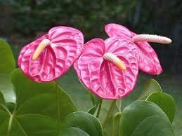 Fresh 100 pz Anthurium andraeanum Semi di Fiori perenni Linden facili da coltie rosa