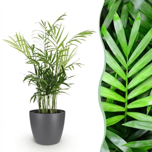 Chamaedorea elegans - Goldene Palme - Haustierfreundliche Pflanze - Grün - mit Potter Grau - 15cm - Ø12cm - Zimmerpflanze - Komplettes Set - Pflanze mit Topf