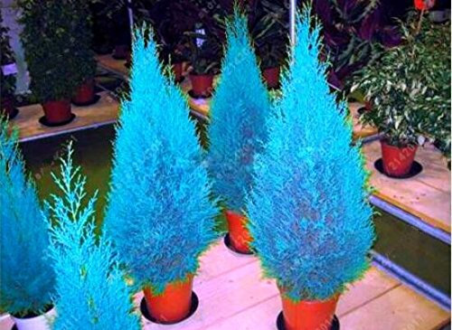 Hot 30 PC / bag Thuja Thuja blauen Zypresse Nadelbaum Samen sät DIY Hausgarten geben Verschiffen frei