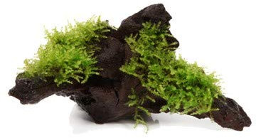 Christmas Moss on Wood - Vesicularia montagnei - 10 cm - Live Aquarium Plant