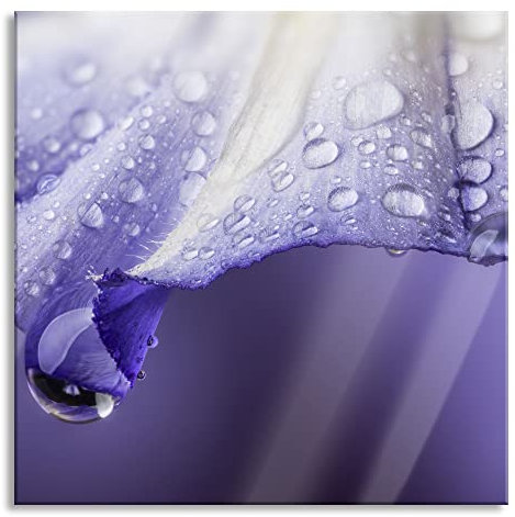 Pixxprint Tableau en verre - Décoration murale sur verre véritable - Fleur violette avec gouttes - 50 x 50 cm - Avec suspension et entretoises