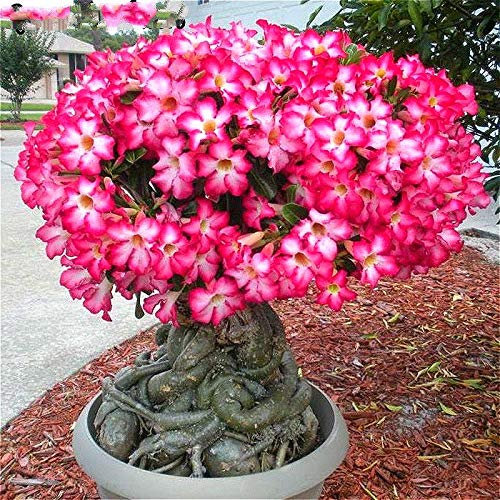 Bloom Green Co. 100% vero deserto Rosa dei bonsai piante ornamentali Balcone Bonsai Fiori in vaso DrawF Adenium Obesum Bonsai -1 Particelle/lot: Seeds Only