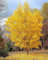 3 piante di Ginkgo biloba in vaso 9x9 cm h. 40/60 cm, alberi veri - Vivaio di Castelletto