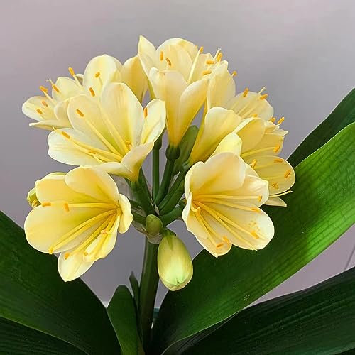 30 pcs Clivia Pflanze Samen, Balkonblumen, Pflanzen Winterhart Draußen (Clivia miniata) Samen Zimmerpflanzen, Garten Pflanzen Garden, Balkon Pflanze Topfpflanzen Echt, Outdoor Pflanzen