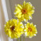 tuberi di dalia resistenti perenni, piante in vaso resistenti all'esterno bulbi di dalia, tuberi di dalia resistenti piante resistenti per il giardino fiori d'ape piante da esterno 1pcs
