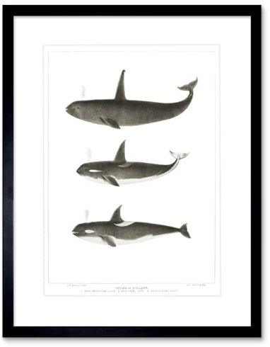 Wee Blue Coo Orca Killer Whales Art Print Framed Poster Wall Decor 12x16 inch Wand Deko