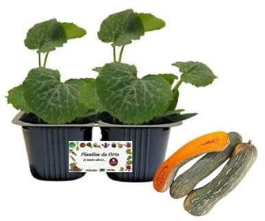 P. Piantine da Orto | Zucca Lunga di Napoli, pack da 2 piante, Pianta Pronta per il Trapianto, Pianta Vera da Orto, da Balcone e da Esterno, Vivaio Italiano